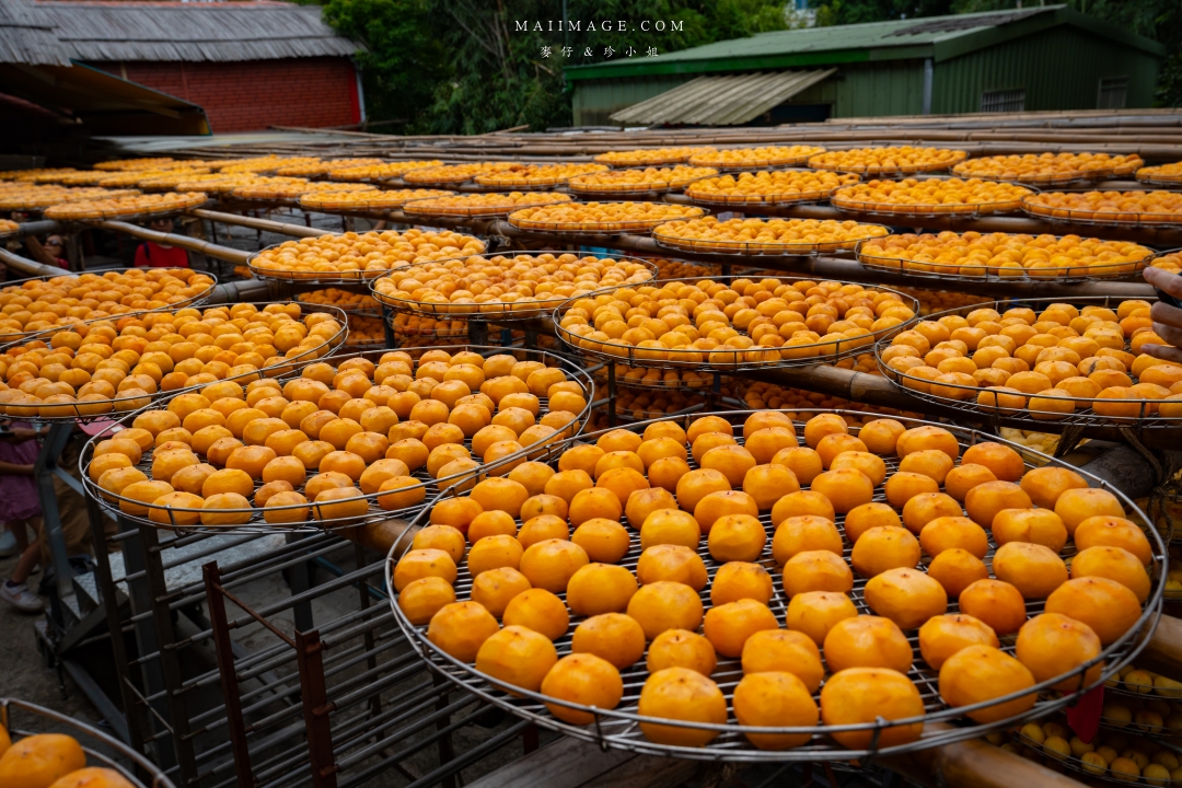 【新竹縣新埔散策】味衛佳柿餅觀光農場園區～10月限定金黃柿影滿山頭，秋日限定的甜蜜曬柿時光。