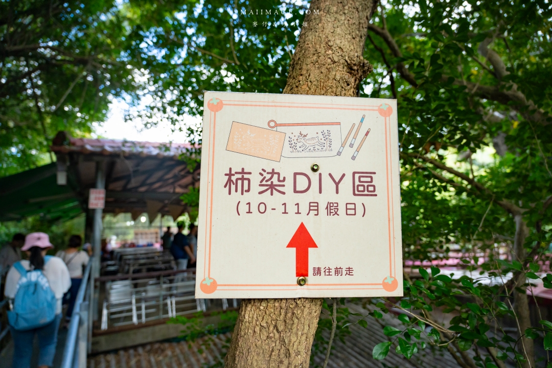 【新竹縣新埔散策】味衛佳柿餅觀光農場園區～10月限定金黃柿影滿山頭，秋日限定的甜蜜曬柿時光。