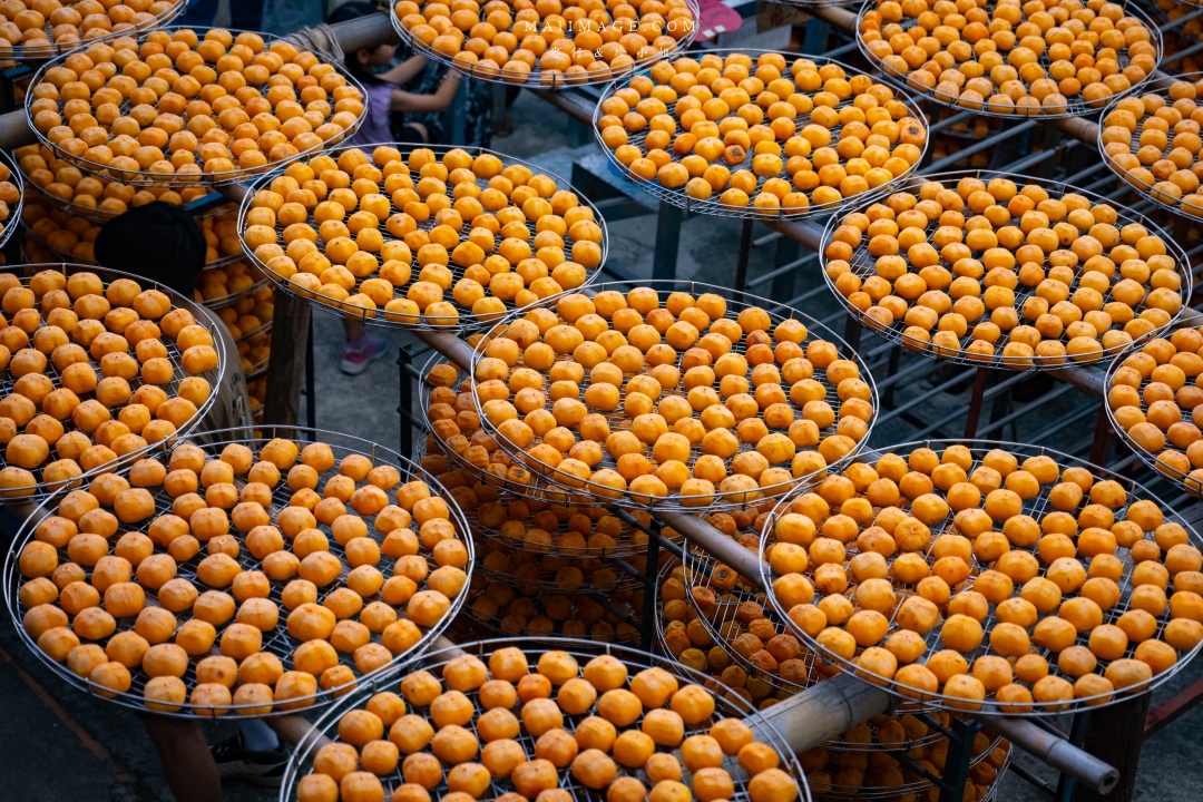 【新竹縣新埔散策】味衛佳柿餅觀光農場園區～10月限定金黃柿影滿山頭，秋日限定的甜蜜曬柿時光。