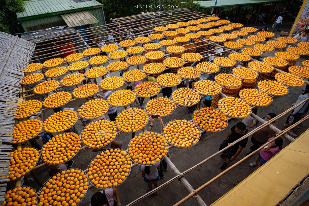 【新竹縣新埔散策】味衛佳柿餅觀光農場園區～10月限定金黃柿影滿山頭，秋日限定的甜蜜曬柿時光。