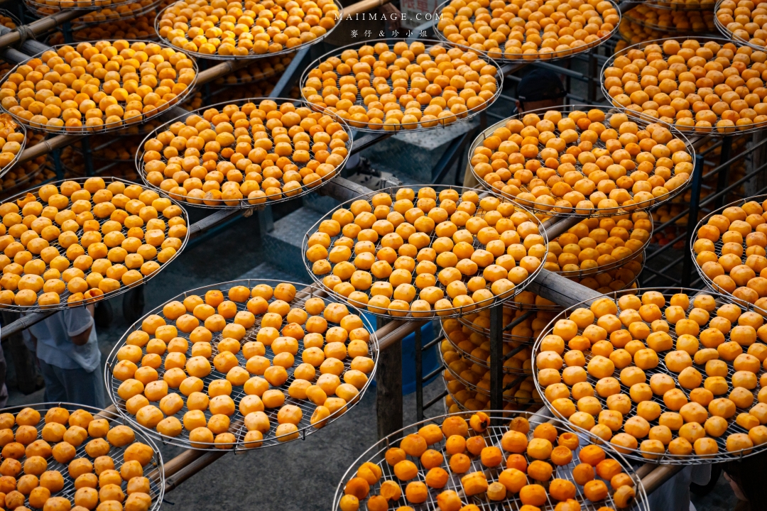 【新竹縣新埔散策】味衛佳柿餅觀光農場園區～10月限定金黃柿影滿山頭，秋日限定的甜蜜曬柿時光。