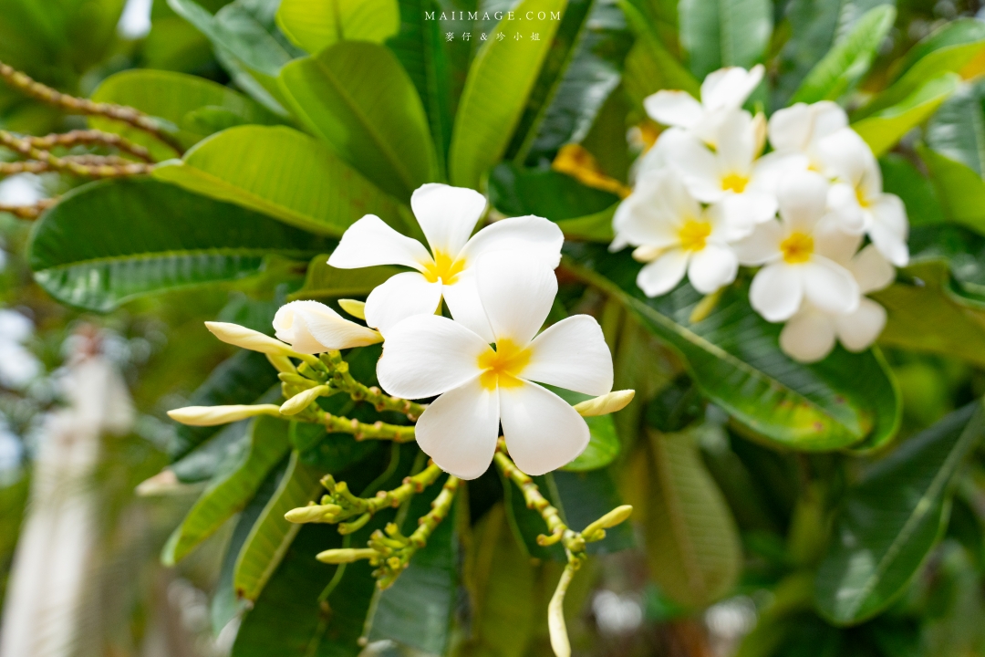 【泰國芭達雅住宿】Jomtien Palm Beach Hotel & Resort ~百萬海景房芭達雅中天海灘飯店推薦。飯店內就有設置保齡球館還有河道式無邊際泳池,渡假首選。 【泰國芭達雅住宿】Jomtien Palm Beach Hotel & Resort ~百萬海景房芭達雅中天海灘飯店推薦。飯店內就有設置保齡球館還有河道式無邊際泳池,渡假首選。