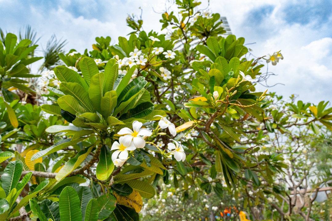 【泰國芭達雅住宿】Jomtien Palm Beach Hotel & Resort ~百萬海景房芭達雅中天海灘飯店推薦。飯店內就有設置保齡球館還有河道式無邊際泳池,渡假首選。 【泰國芭達雅住宿】Jomtien Palm Beach Hotel & Resort ~百萬海景房芭達雅中天海灘飯店推薦。飯店內就有設置保齡球館還有河道式無邊際泳池,渡假首選。