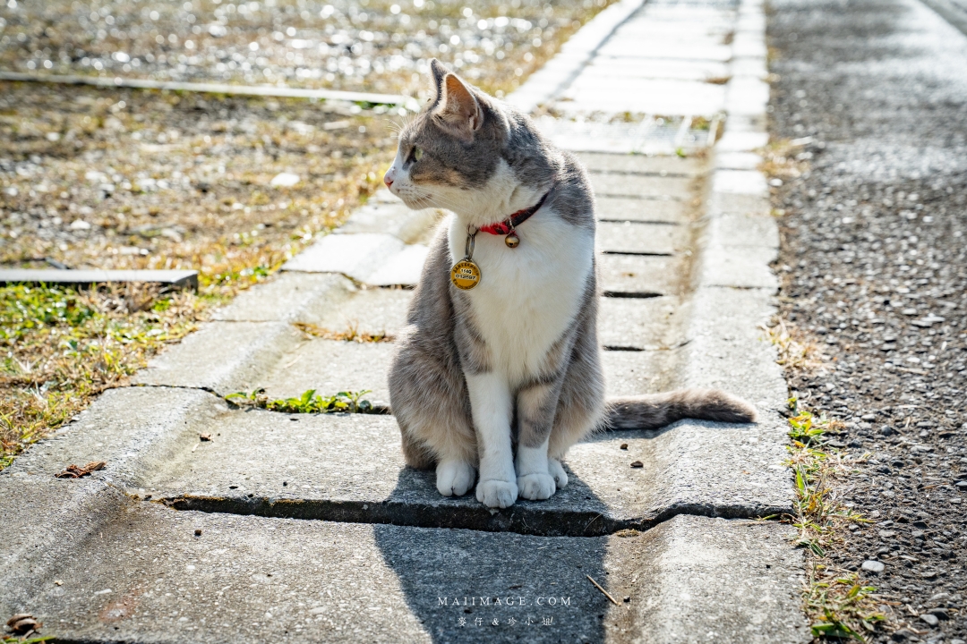 【嘉義散策】嘉義阿里山兩天一夜行程懶人包~ 台版合掌村『得恩亞納社區』、佳鶯風味餐館、井頂咖啡莊園茗茶、觀音瀑布、公興森態園區、奮起湖 【嘉義散策】嘉義阿里山兩天一夜行程懶人包~ 台版合掌村『得恩亞納社區』、佳鶯風味餐館、井頂咖啡莊園茗茶、觀音瀑布、公興森態園區、奮起湖
