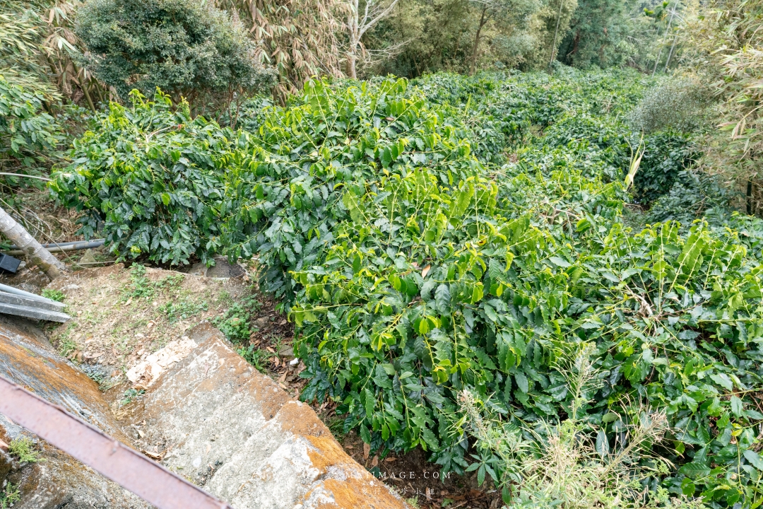 【嘉義散策】嘉義阿里山兩天一夜行程懶人包~ 台版合掌村『得恩亞納社區』、佳鶯風味餐館、井頂咖啡莊園茗茶、觀音瀑布、公興森態園區、奮起湖 【嘉義散策】嘉義阿里山兩天一夜行程懶人包~ 台版合掌村『得恩亞納社區』、佳鶯風味餐館、井頂咖啡莊園茗茶、觀音瀑布、公興森態園區、奮起湖