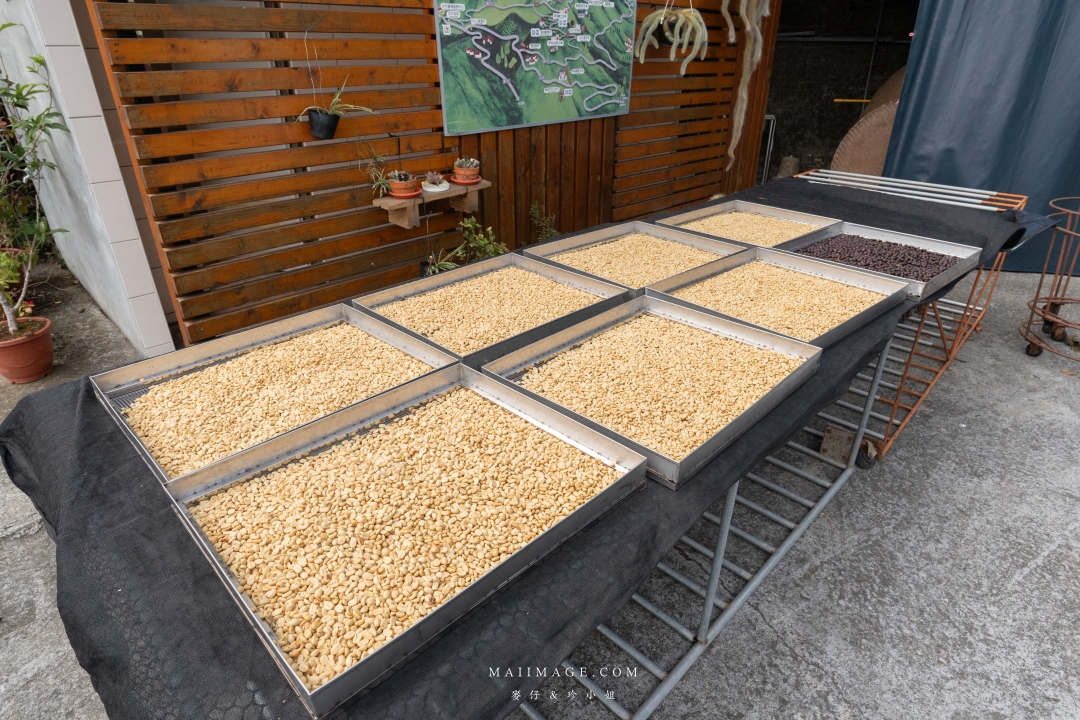 【嘉義散策】嘉義阿里山兩天一夜行程懶人包～ 台版合掌村『得恩亞納社區』、佳鶯風味餐館、井頂咖啡莊園茗茶、觀音瀑布、公興森態園區、奮起湖