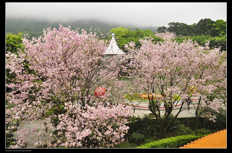 (遊記) 2010.3.23 原來台灣也看得到日本的櫻花耶!!(淡水天元宮)