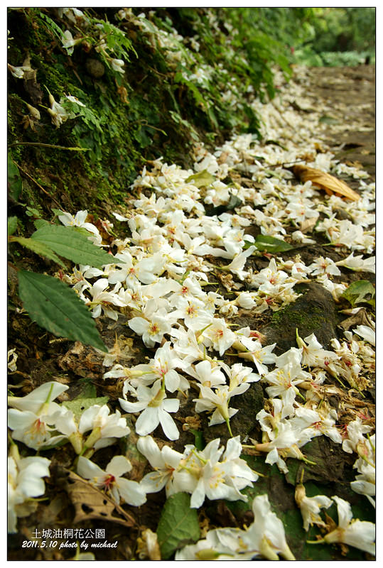 (遊記) 2011.5.10 又到了五月雪的季節~油桐花公園(土城)
