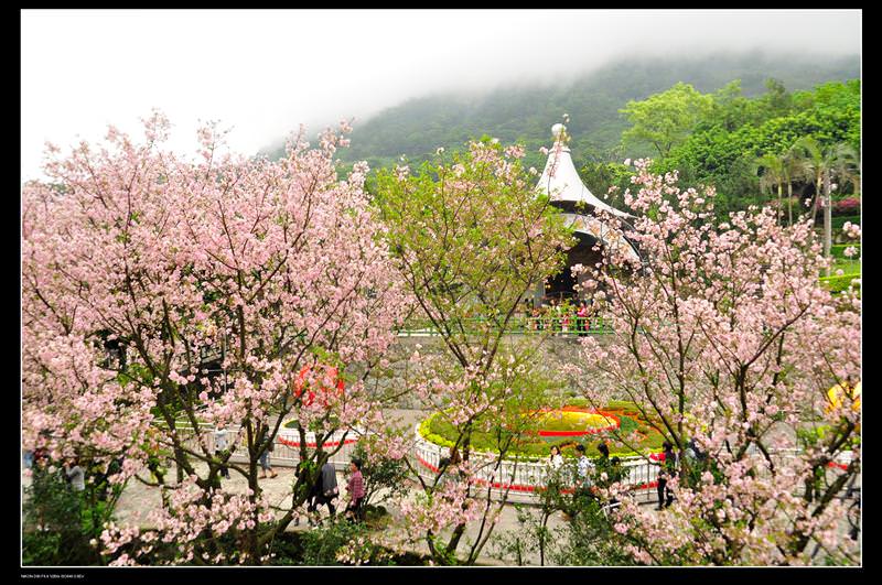 (遊記) 2010.3.23 原來台灣也看得到日本的櫻花耶!!(淡水天元宮)