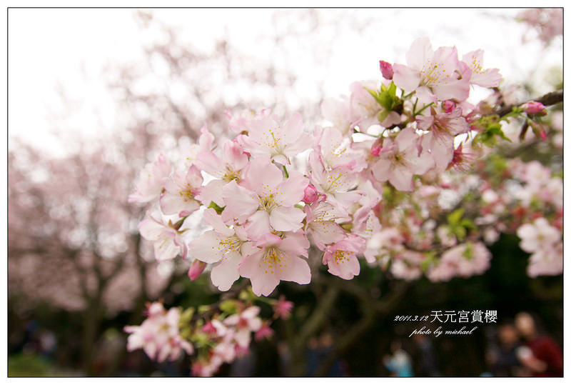 (遊記) 2011.3.14 終於如願看到"整片"的櫻花~天元宮(北縣)