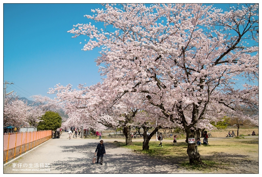 【玩-日本京都】爆炸盛開的櫻花隨處可見 / 日本關西嵐山 @麥仔の食尚生活