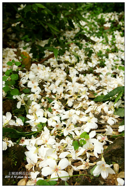 (遊記) 2011.5.10 又到了五月雪的季節~油桐花公園(土城)
