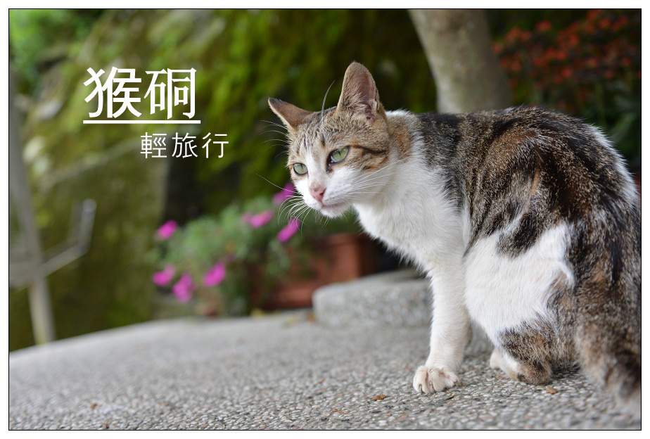 【台北旅遊】難得的一日小旅行 / 猴硐貓村 @麥仔の食尚生活